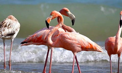 Flamingos