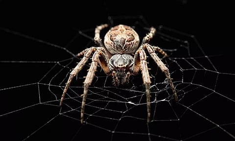 Weird Science: The itsy bitsy spider inspired a microphone