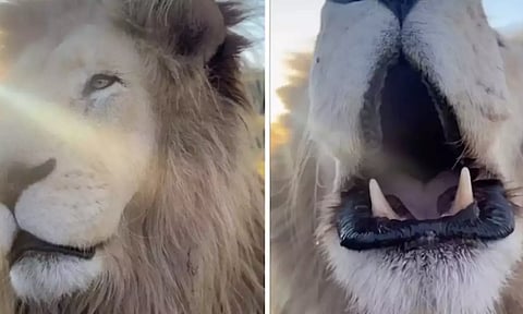 Powerful roar close-up shot of 'Shalom'- The Lion leaves netizens in awe