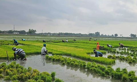 Kuruvai cultivation going on in full swing in Thanjavur