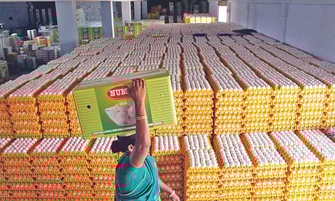 Namakkal Egg poultry farming