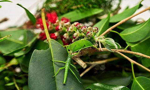 Representative Image