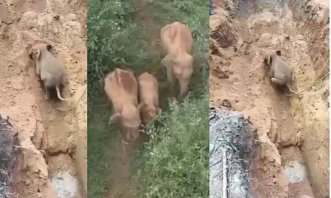 A visual of the baby elephant who was trapped for several hours in a farm well in the Nilgiris district. (Videograb).