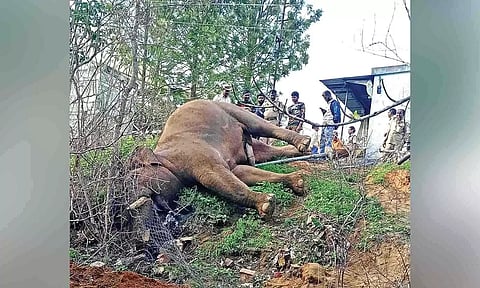 The carcass of the elephant at a private estate in Jawalagiri forest on Thursday