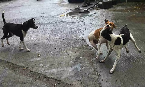 Dog bite cases on the rise, Chennai Corporation plans stray population survey across the city