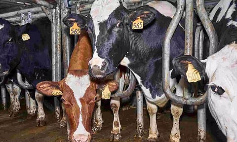 Why the New Human Case of Bird Flu Is So Alarming