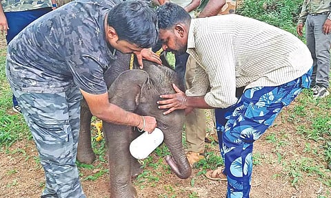 Forest department staff feed the rescued calf with milk