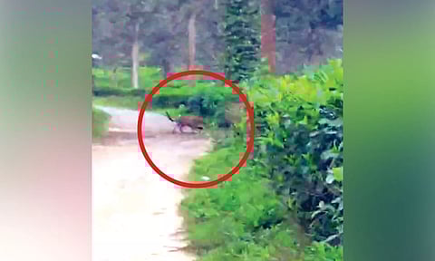 Leopard spotted in a farm