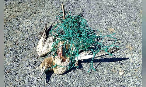 Carcass of a bird entangled in an abandoned fishing net