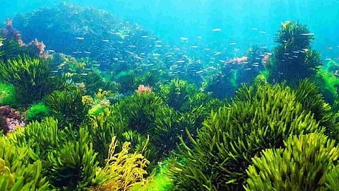 Representative Image (Photo/IANS)