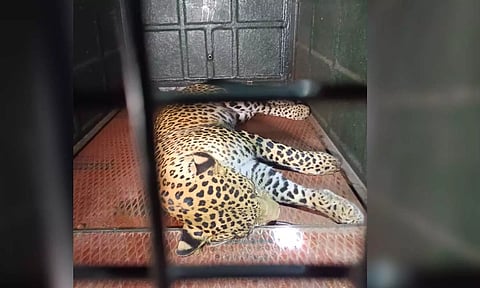 Tranquilized leopard (Photo: X/@supriyasahuias) 