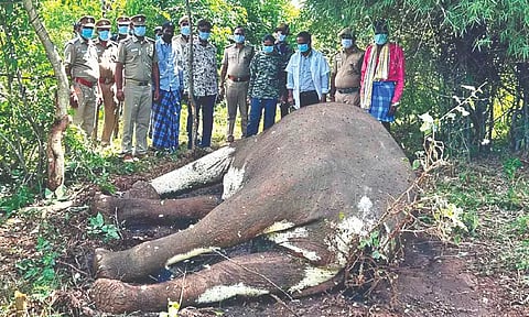 Wild elephant found dead in Krishnagiri district