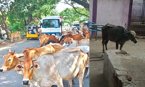 L-R: Stray cattle on the road; the buffalo (in pic) that ran amok in Tiruvottiyur and dragged a woman for several metres was impounded in a GCC shelter in Perambur. 