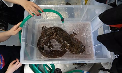 A Tale of Two Nearly Extinct Giant Salamanders