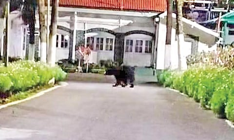 Representative Image