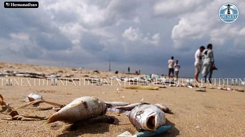 Dead fish washes ashore in Marina Beach (Photo/Hemanathan M)