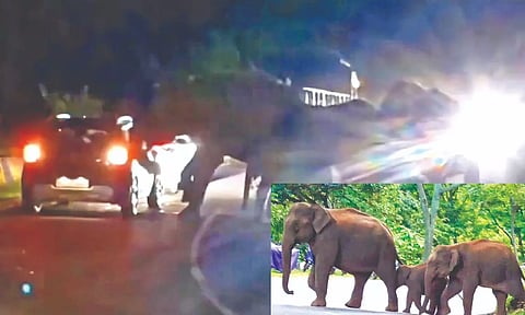 Elephant attacking the car on Gudalur Road. (Inset) Elephant with its calves crossing Coonoor-Mettupalayam Road