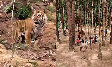 Tiger spotted in Pine Forest area in Ooty