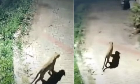 Cheetah spotted in Thuneri (Daily Thanthi)