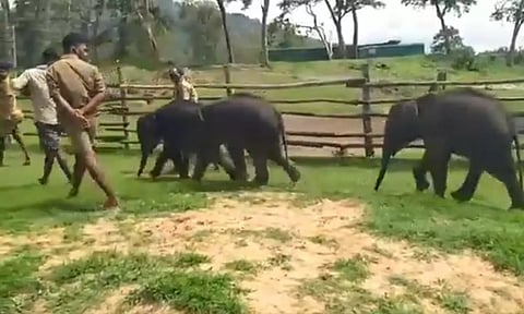 Elephant babies taking a walk with their mahouts at the Theppakadu Elephant Camp (Screengrab)