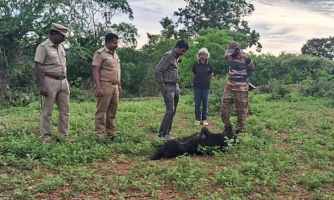  Forest department officials examine the carcass of the sloth bear 