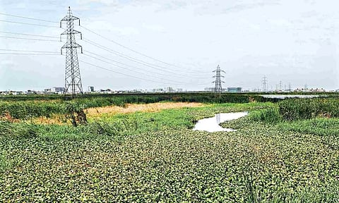 Pallikaranai Marsh