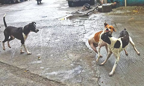File photo of stray dogs fighting in the city