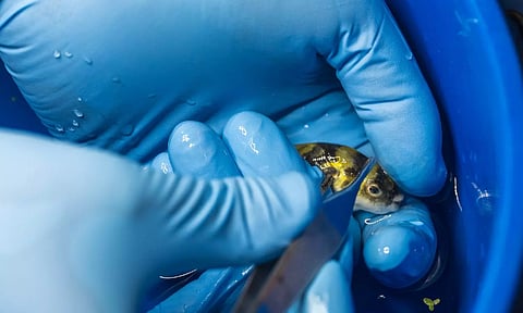 Representative image