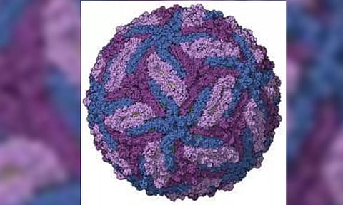 Zika virus