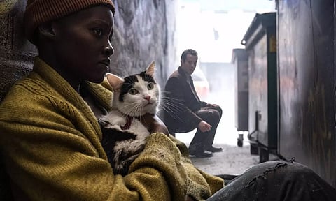 This Service Cat Has a Big Job: The Apocalypse