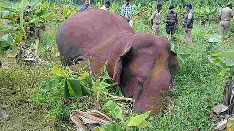The wild male elephant that died after getting trapped in slushy mud at a plantain farm in Gudalur.