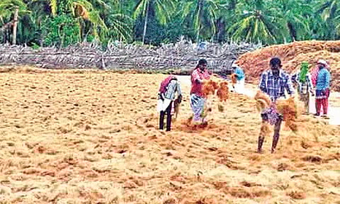 Workers at a coir unit spreading the coconut fibre for drying