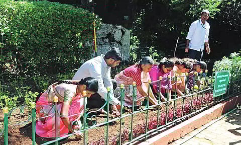 Planting underway at SIMS Park in Coonoor