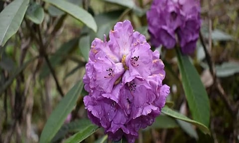 Rhododendron (ANI)