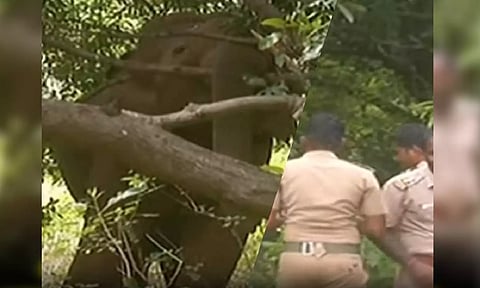 A visual of the wild elephant found to be straying in the region; officials have intensified their search for it (Thanthi tv)