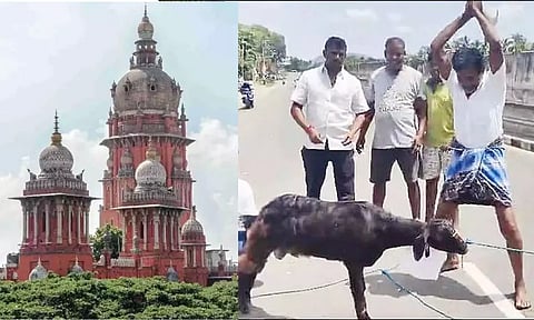 Madras High Court; Slaughtering of animal in public 