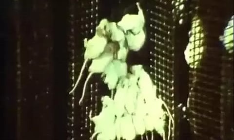 Non-fiction corner: A phenomenally weird tale of a man and his rodent metropolis