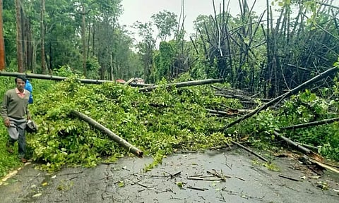 Trees fell on roads in the Nilgiris.