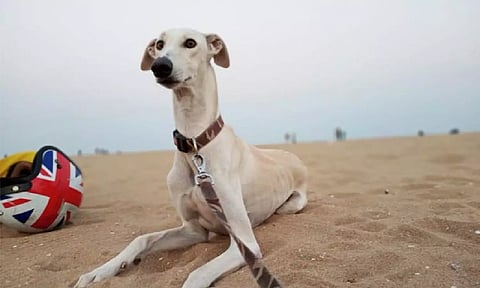 Representative image