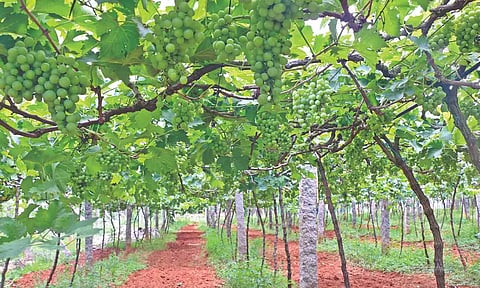 Grape vineyards in Coimbatore 