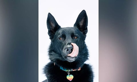 How Science Went to the Dogs (and Cats)