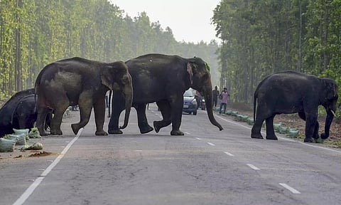 Elephants (PTI)