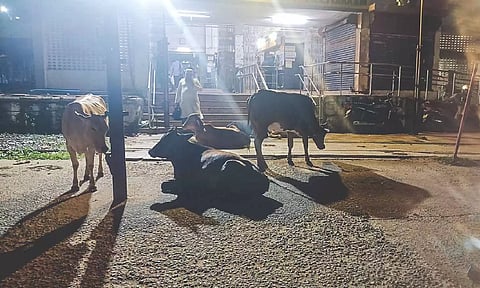 Herd of cattle occupying vacant spots in front of Villivakkam railway station