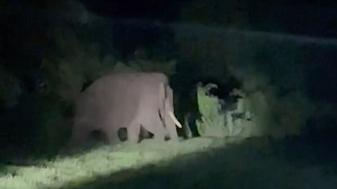A wild elephant that intruded into the Thondamuthur area