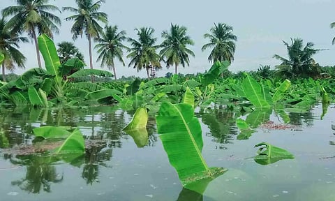 A plantain farm submerged in Salem