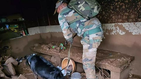 Dogs working tirelessly to help locate survivors trapped under the debris (X/@IaSouthern)