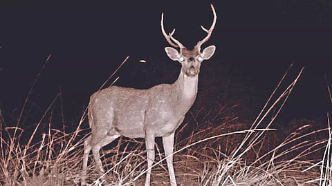 Spotted dear (Photo courtesy: Alaiyathi)