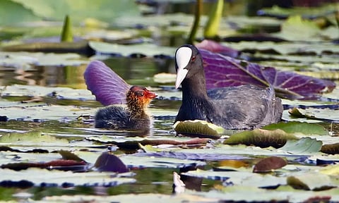 Representative Image (X)