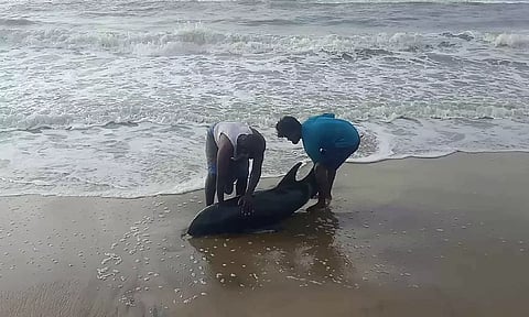 Melon headed whale being rescued by Vignesh and Pandiyan off Perunduravu