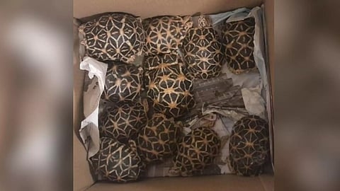 Seized tortoises